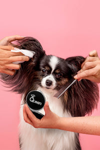 dog getting groomed with clean paw wipes