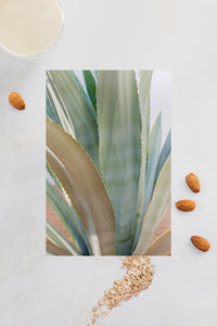 Agave plant with oatmeal and raw almonds