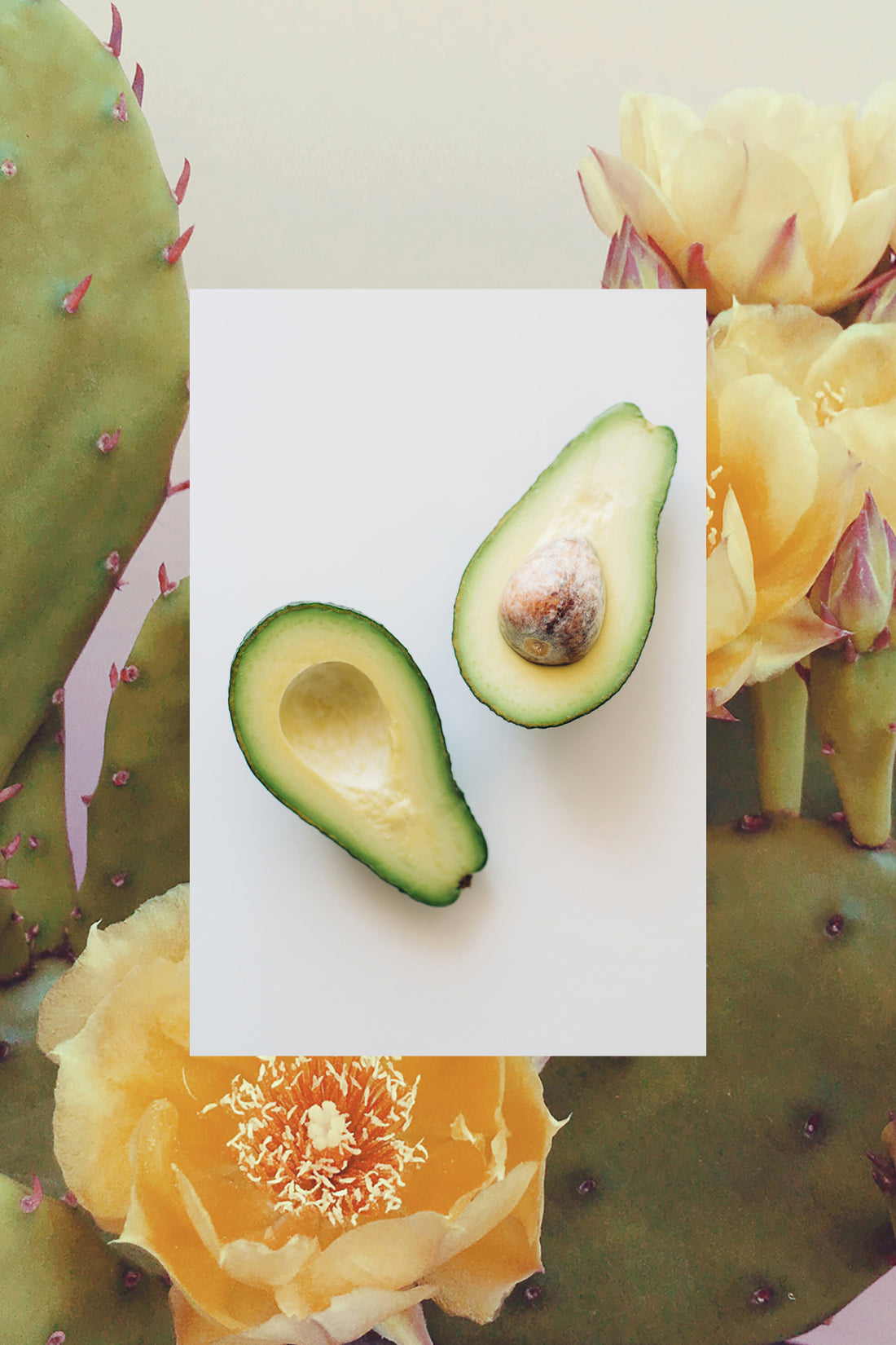 Two fresh avocado halves and cactus flower pear plant 