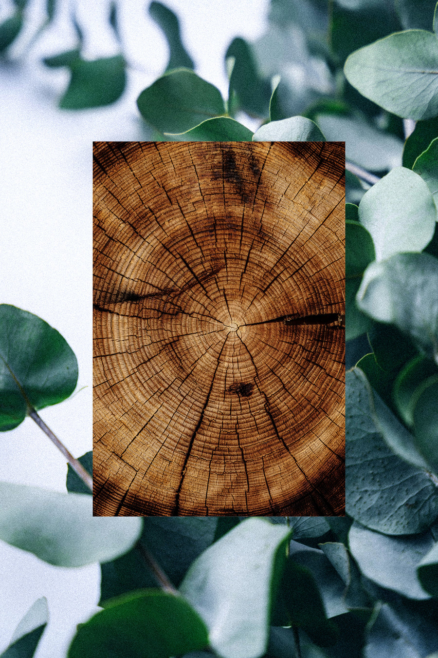 Cedar tree slice superimposed over Eucalyptus leaves + branches