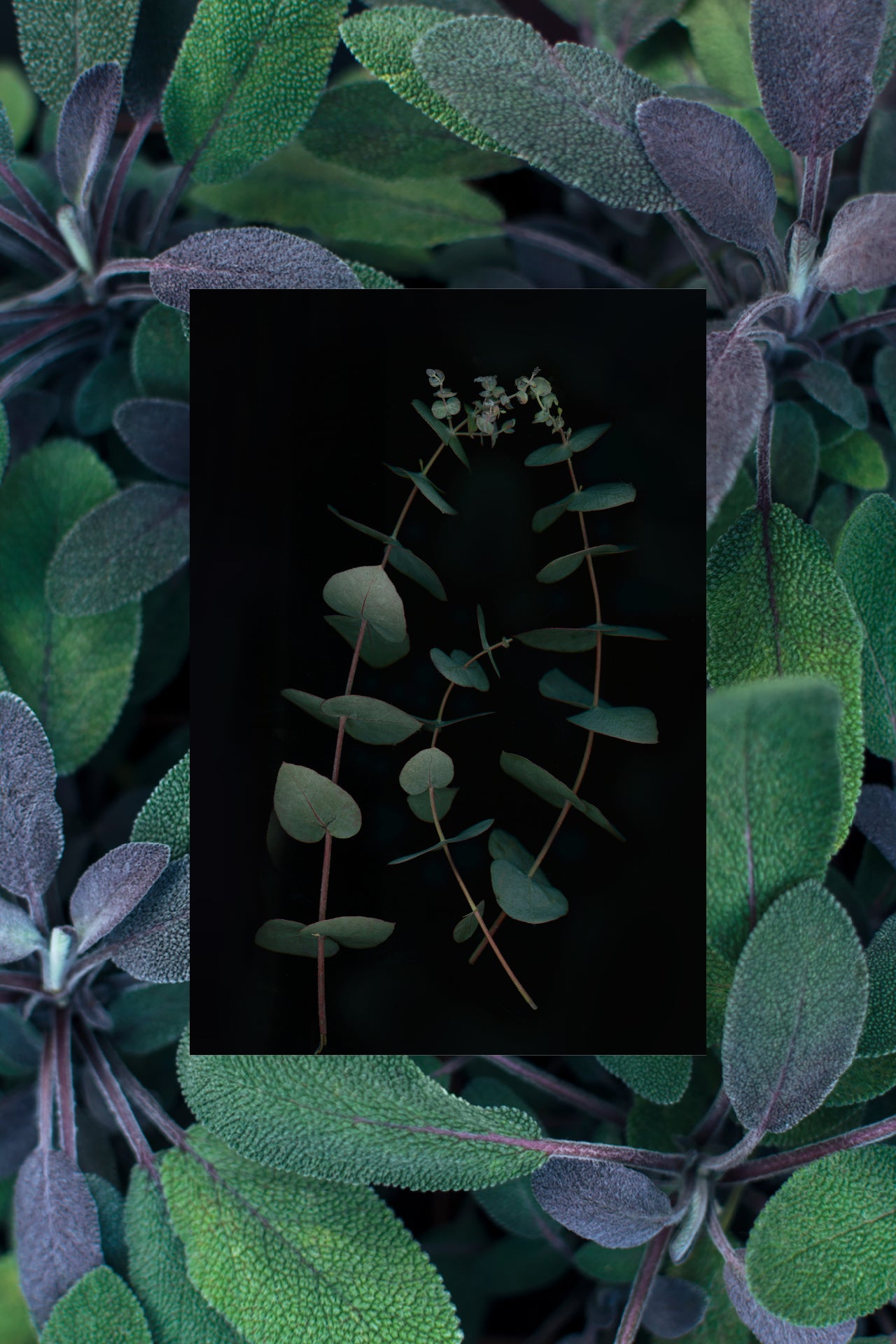 Eucalyptus leaves super with natural sage leaves