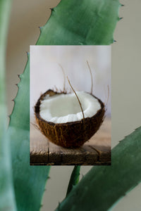 Raw coconut half on a wood plank with aloe vera plant branches
